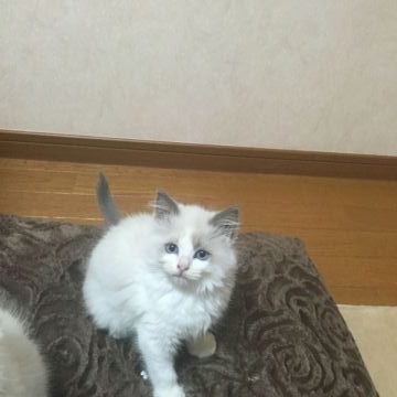 ラグドール【群馬県・男の子・2015年8月25日・ブルーポイントバイカラー】の写真「」