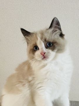 ラグドール【群馬県・男の子・2022年3月13日・シールポイントバイカラー】の写真「おっとりした性格の」