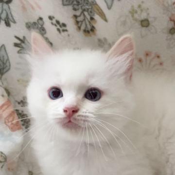 ラグドール【群馬県・男の子・2022年5月14日・クリームミテッドポイントバイカラー】の写真「ラグドール専門キャッテリィー
人懐こい子です」