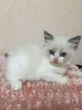 ラグドール【群馬県・男の子・2016年8月12日・ブルーポイントバイカラー】の写真1