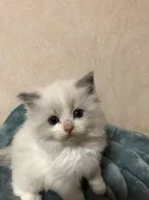 ラグドール【群馬県・女の子・2017年10月7日・ブルーポイントバイカラー】の写真1