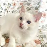 ラグドール【群馬県・男の子・2022年5月14日・クリームポイントバイカラー】の写真1