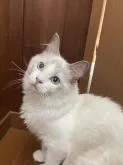 ラグドール【群馬県・男の子・2022年2月1日・ブルーポイントバイカラー】の写真2