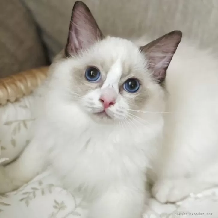 ID:2505-02302の子猫