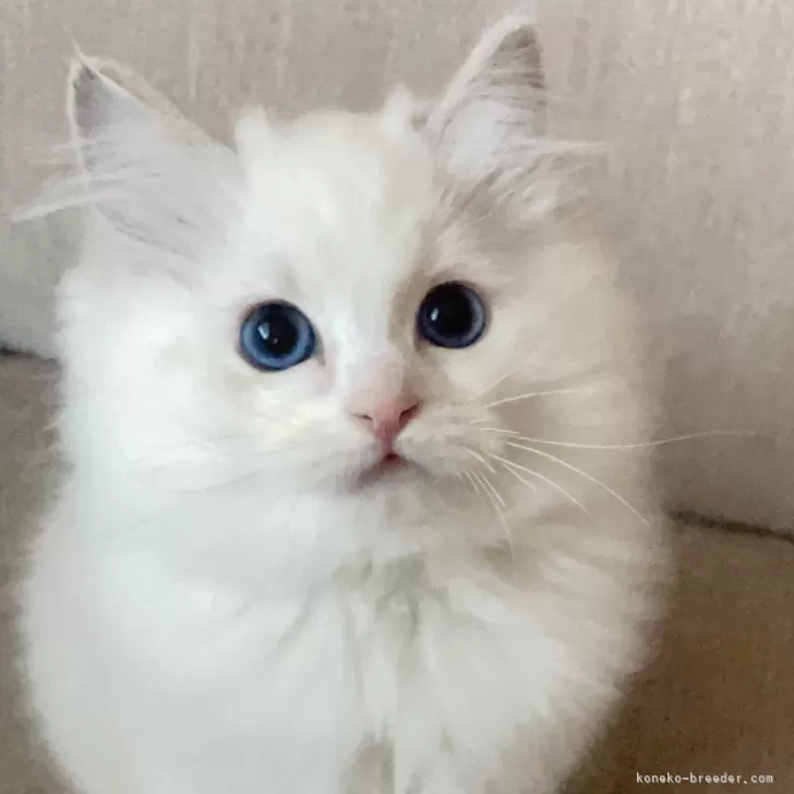 ID:2412-02818の子猫