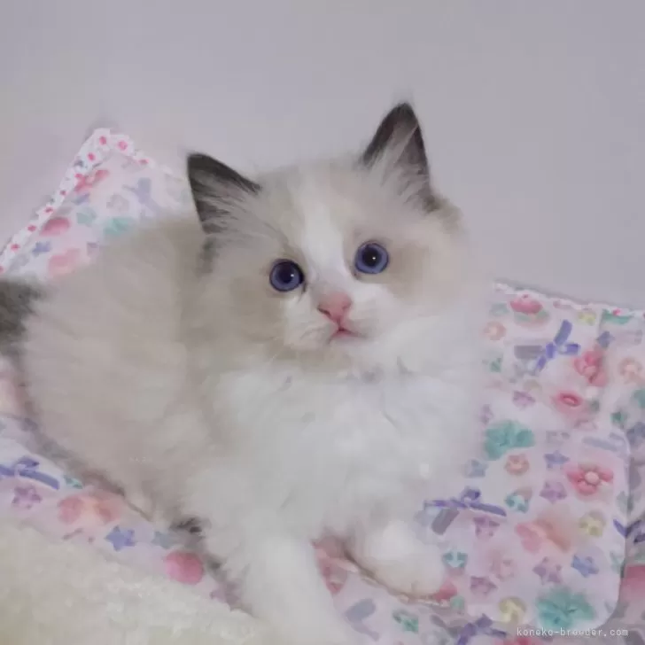 ID:2501-00599の子猫