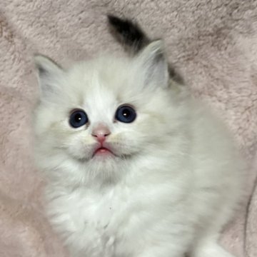 ラグドール【群馬県・女の子・2025年10月3日・ブルーリンクスポイントバイカラー】の写真「可愛い女の子！パパ外産国内最高峰タイトル取得」