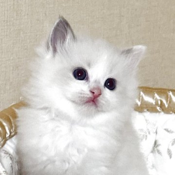 ラグドール【群馬県・女の子・2025年10月3日・ブルーポイントバイカラー】の写真「可愛い女の子！パパ外産国内最高峰タイトル取得」