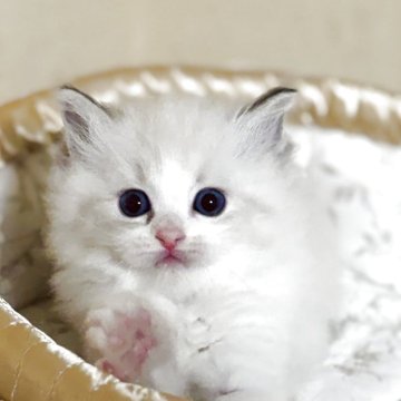 ラグドール【群馬県・女の子・2025年10月3日・ブルーリンクスポイントバイカラー】の写真「可愛い女の子！パパ外産国内最高峰タイトル取得」