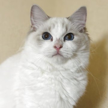 ラグドール【群馬県・女の子・2025年4月16日・ブルーリンクスポイントバイカラー】の写真「ラグドール専門キャッテリーの美しい女の子！」