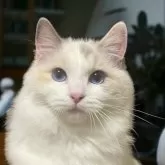 ラグドール【群馬県・女の子・2024年5月1日・ブルートーティーポイントバイカラー】の写真1