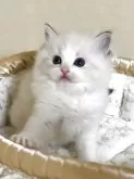 ラグドール【群馬県・女の子・2025年10月3日・ブルーリンクスポイントバイカラー】の写真2