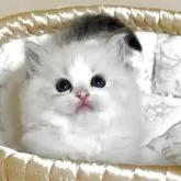 ラグドール【群馬県・女の子・2025年10月3日・ブルーリンクスポイントバイカラー】の写真4