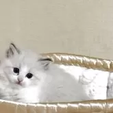 ラグドール【群馬県・女の子・2025年10月3日・ブルーリンクスポイントバイカラー】の写真5