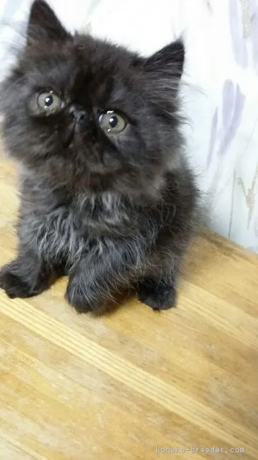 ID：1606-00648の子猫