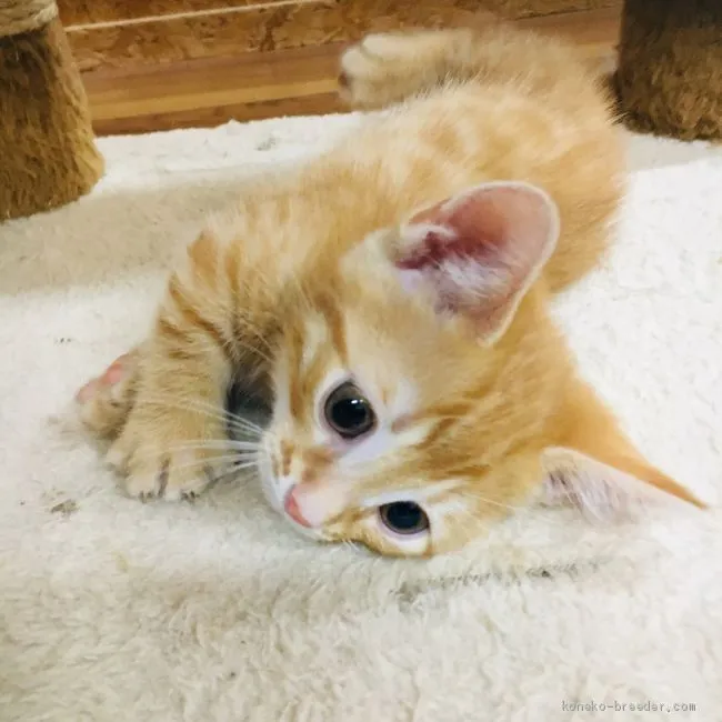 ID:1904-00895の子猫