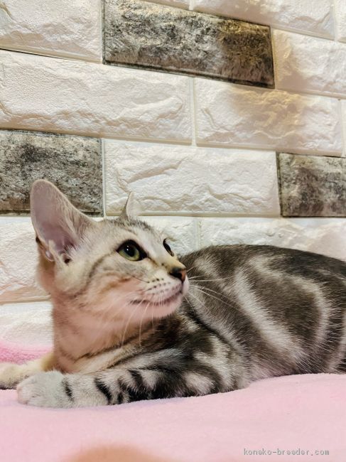 HS 様のお迎えした子猫