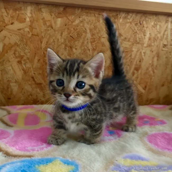 ID:1804-00572の子猫