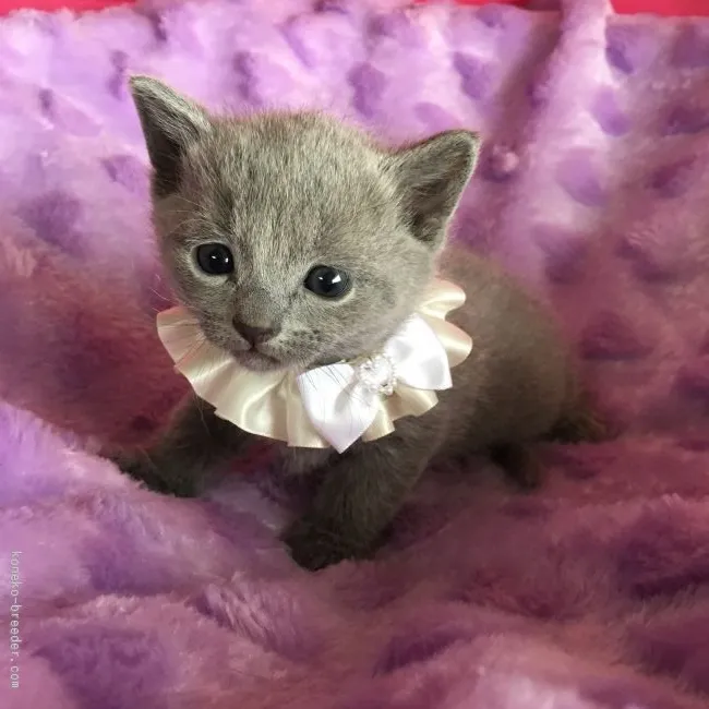 ジジ 様のお迎えした子猫