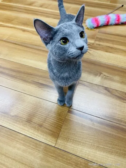ID:1907-01628の子猫