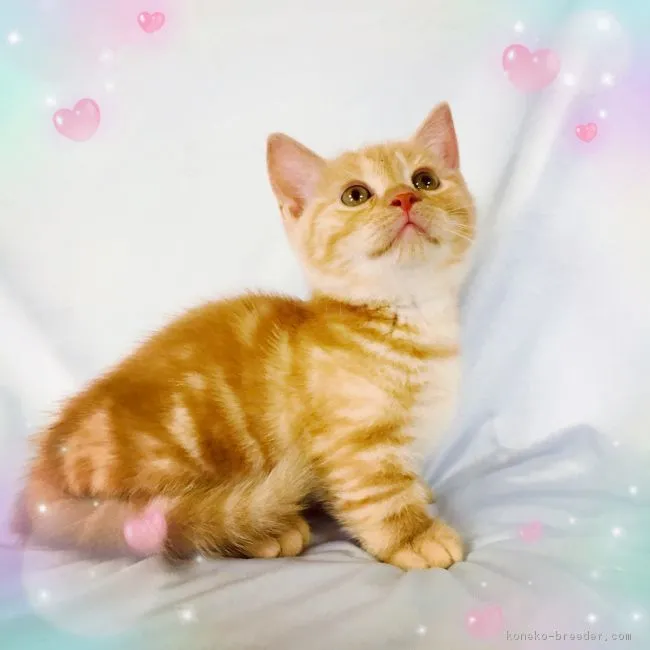 ID:1806-01563の子猫