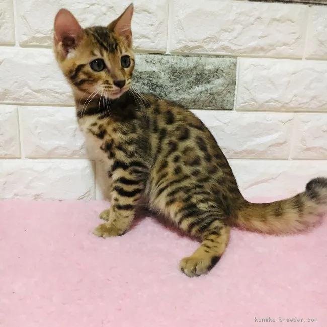 ID：1811-00617の子猫