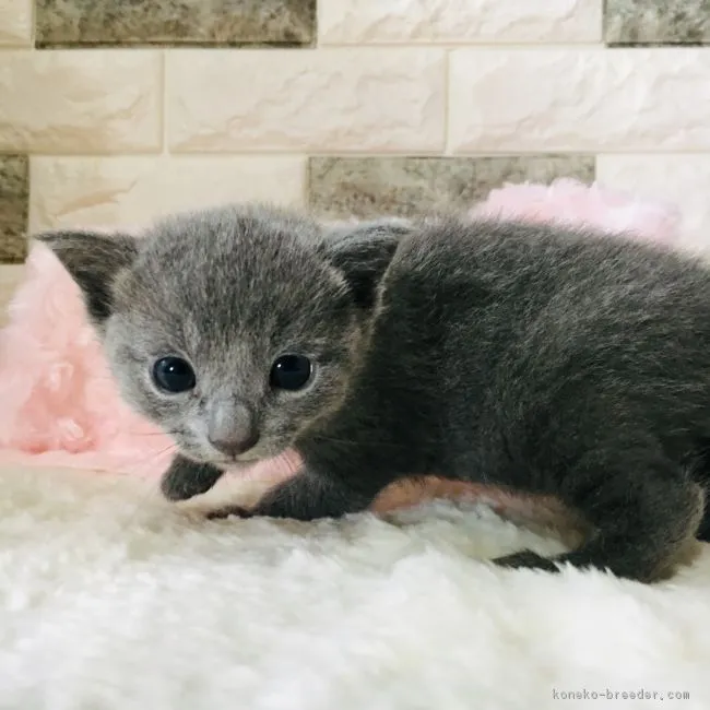 ID:1903-00197の子猫