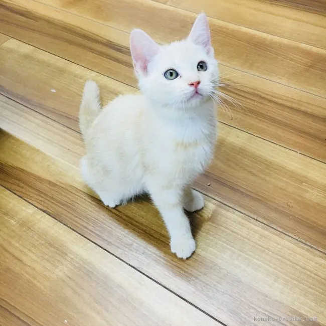 ID:1712-00631の子猫