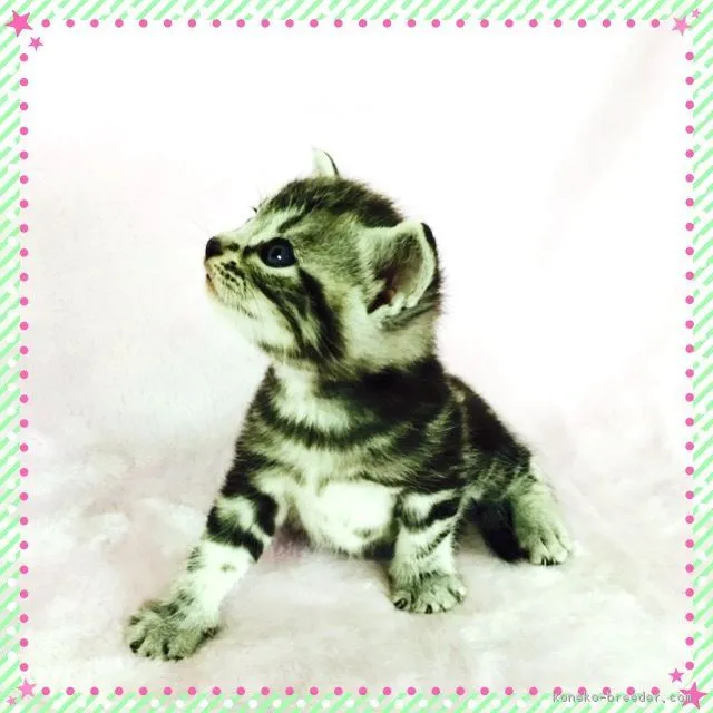 ID：1704-00459の子猫