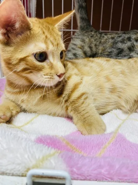 ID:2001-00425の子猫