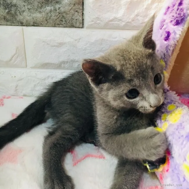 ID:1904-01592の子猫