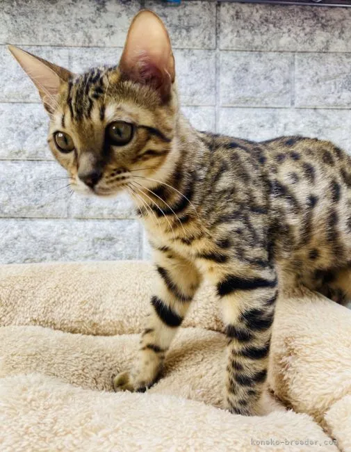 きたかぜ 様のお迎えした子猫