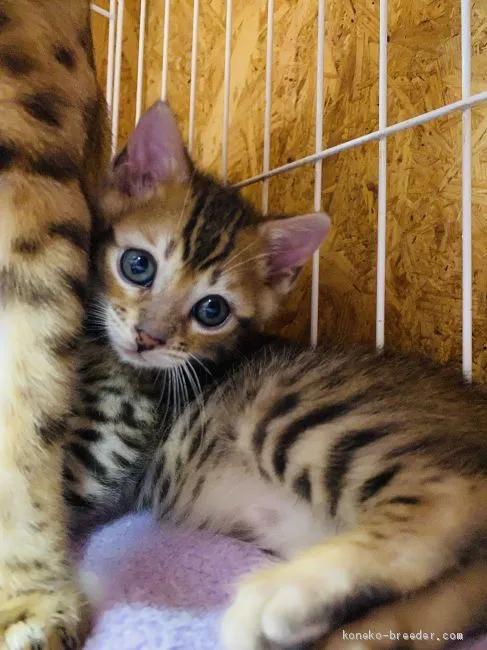 島ノリ 様のお迎えした子猫