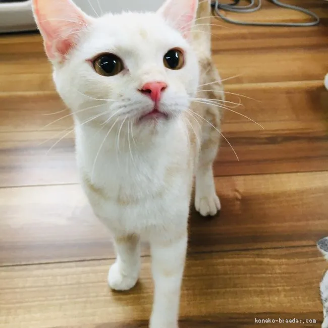 ID:1903-01296の子猫