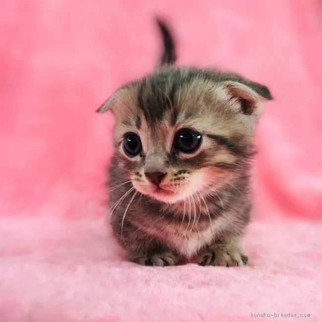 ID:1904-00893の子猫