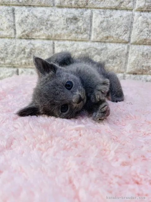 ひとみ 様のお迎えした子猫