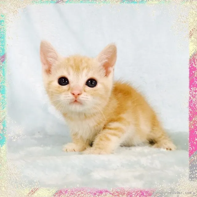 ID：1705-01372の子猫