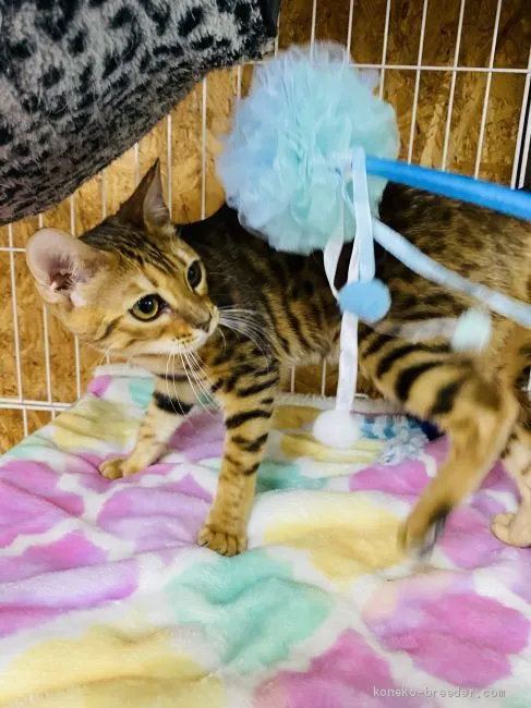 ID：2002-00032の子猫