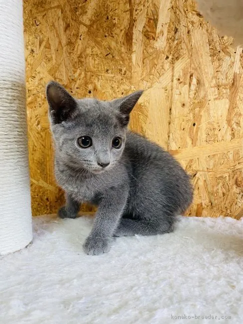 ID:2007-00790の子猫