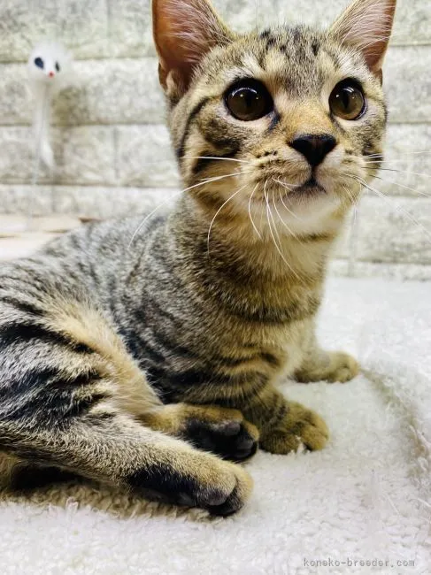 ジル 様のお迎えした子猫
