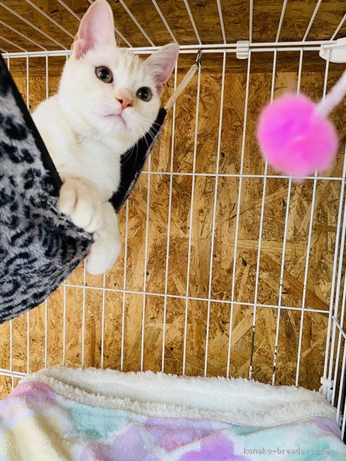 HS 様のお迎えした子猫