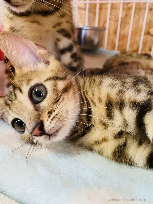 ID:2009-00222の子猫