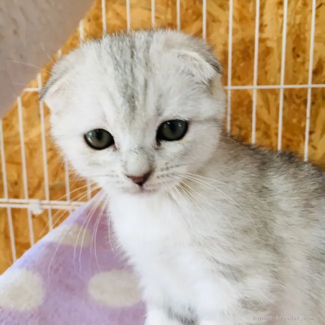 ID:1903-00622の子猫