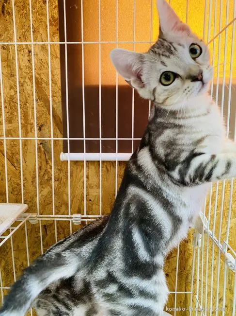 ID：2010-00002の子猫