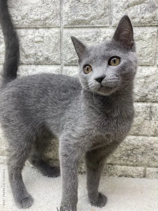 T.H 様のお迎えした子猫