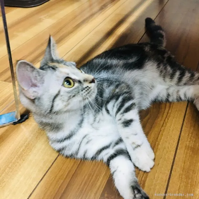 ID:1808-01259の子猫
