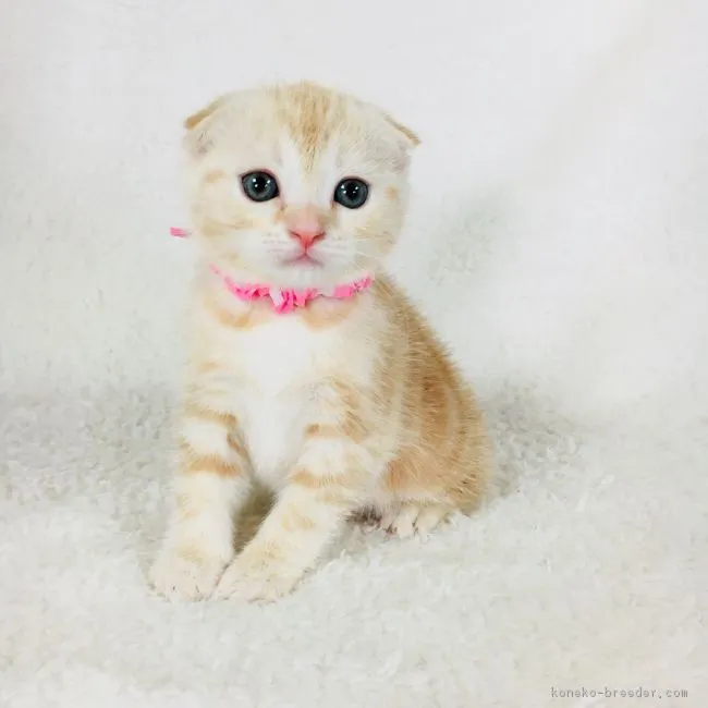 ID:1712-00171の子猫