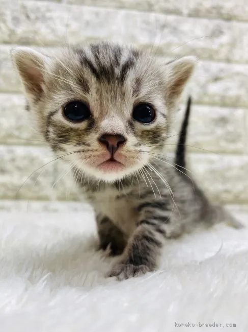 ID:2011-00979の子猫