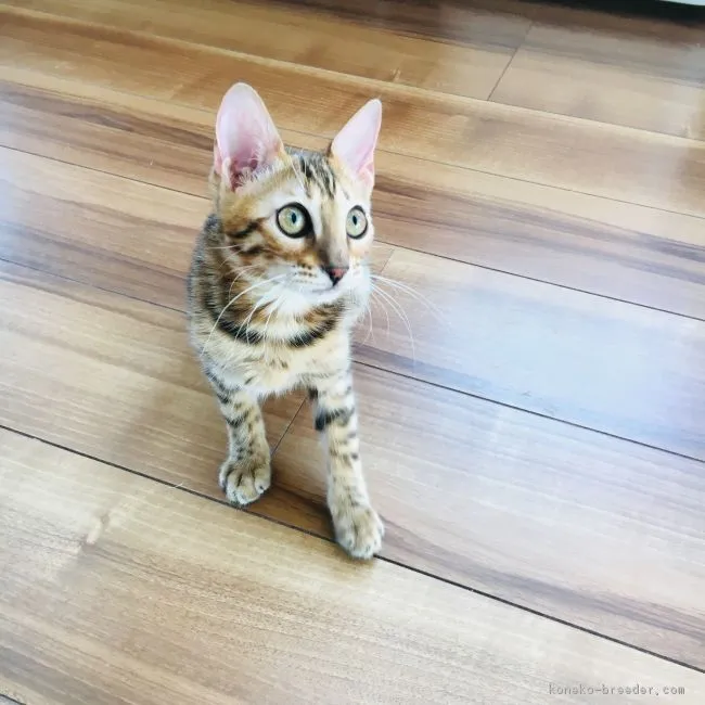 ID:1812-01185の子猫