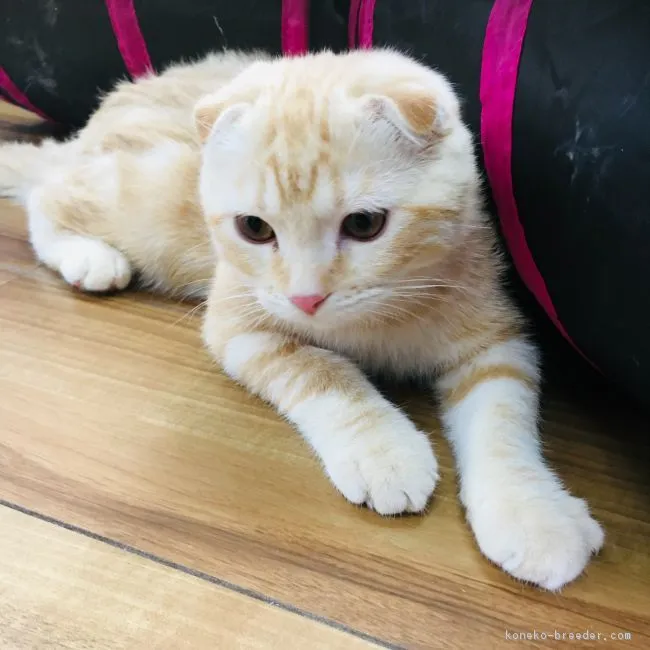 ID：1812-01088の子猫